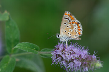 Brown Argus butterfly on purple coloured flower. Polyommatus agestis