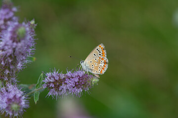 Brown Argus butterfly on purple coloured flower. Polyommatus agestis