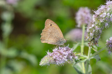 Oriental Meadow Brown, butterfly on purple flower. Hyponephele lupina