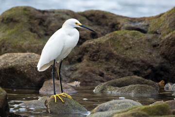 White snowy egret is standing in water among mossy rocks.