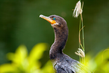 Embushed cormorant at the water behind yellow flowers in summer.