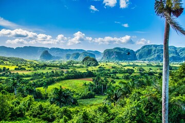 Vinales, Cuba - July 10 2018 : A view of the valley of Viales. Tropical and almost a rain forest. Located within a national park with the same name. - obrazy, fototapety, plakaty