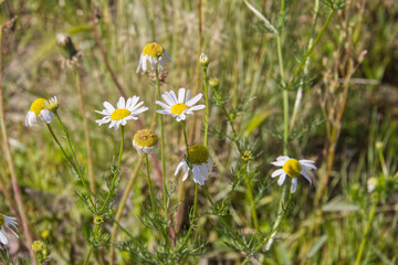 Wild Daises Blooming in Summer 