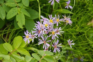 Wild Asters in the Summer