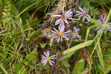 A Moth in Wild Asters