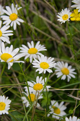 Wild Daises Blooming in Summer 