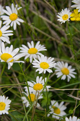Fototapeta premium Wild Daises Blooming in Summer 