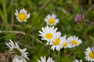 Wild Daises Blooming in Summer 