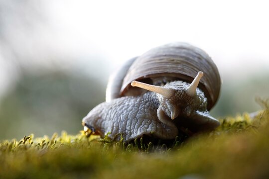 Weinbergschnecke (Helix pomatia), Frontalansicht, Tier auf Moos, Biosphaerenreservat Mittlere Elbe, Dessau-Rosslau, Sachsen-Anhalt, Deutschland