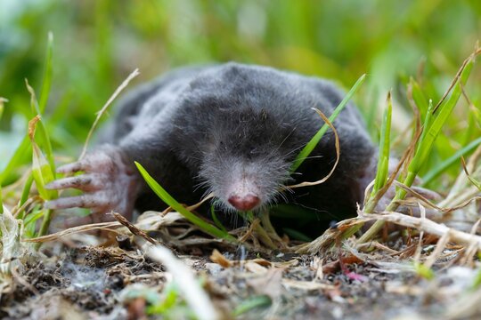 European mole (Talpa europaea), frontal view, running across a meadow, Middle Elbe Biosphere Reserve, Dessau-Rosslau, Saxony-Anhalt, Germany, Europe