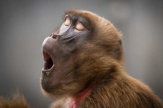 Djelada or gelada baboon (Theropithecus gelada), yawning, occurrence Ethiopia, captive, Germany, Europe