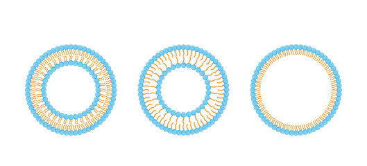 Liposome structure, phospholipid bilayer with hydrophilic head and hydrophobic tails. Niosome, single chain surfactant molecule (nonionic). Micelle, amphiphilic colloidal structure. Drug delivery.