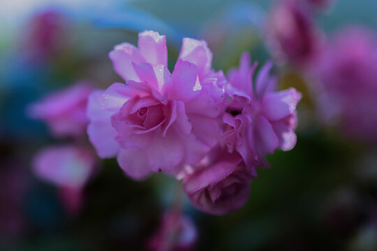 Pink flower