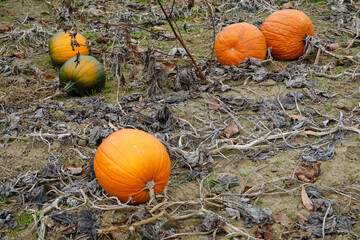 Field with ripe orange and green unripened pumpkins
