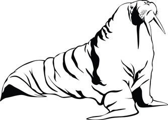 Cartoon Black and White Isolated Illustration Vector Of A Large Walrus