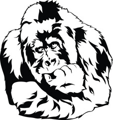 Cartoon Black and White Isolated Illustration Vector Of A Silverback Gorilla