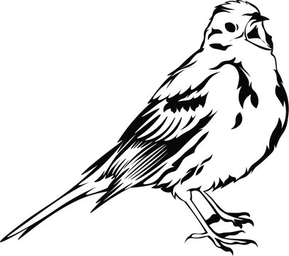 Cartoon Black and White Isolated Illustration Vector Of A Small Bird