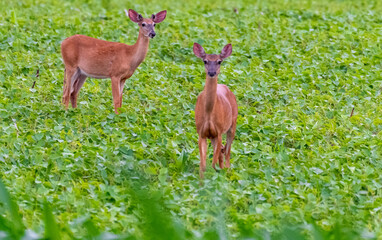 deer in the grass