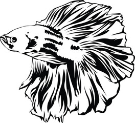 Cartoon Black and White Isolated Illustration Vector Of A Fighting Fish with Large Tail