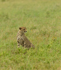 Lone Cheetah hunting for prey in the Serengeti