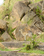 Klipspringer (scientific name: Oreotragus oreotragus , or "Mbuzi Mawe" in Swaheli) in the Serengeti National park, Tanzania