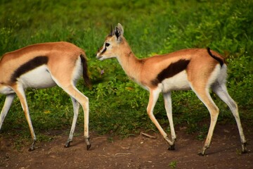 antelope in the wild