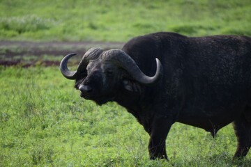 buffalo in the field