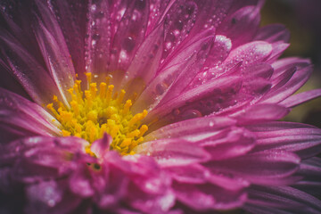 Delicate pink chrysanthemum with dew drops on the petals