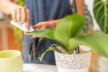 Woman cleaning the leaves of a delicate orchid