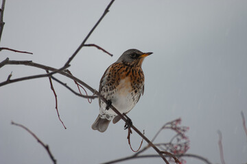 Bird fieldfare (Turdus pilaris) Cesena