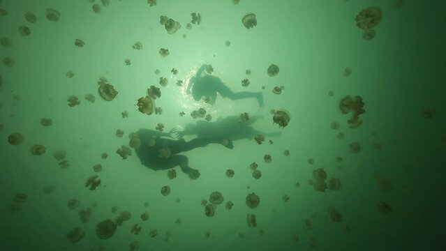 해파리가 많은 팔라우 해양 호수에서 물놀이하는 여상 3명의 실루엣 