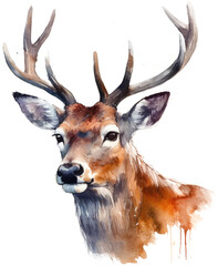 Watercolor png portrait of animal deer buck