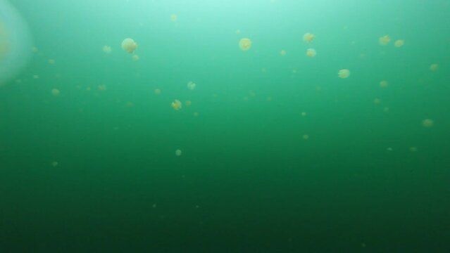 팔라우 해양 호수에서 수많은 촉수 없는 노란색 해파리가 호수에서 펄럭이며 헤엄치는 