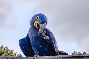 Arara azul na cidade de Corumbá, região do Pantanal Sul, Estado do Mato Grosso do Sul, Brasil