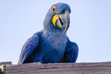 Arara azul na cidade de Corumbá, região do Pantanal Sul, Estado do Mato Grosso do Sul, Brasil