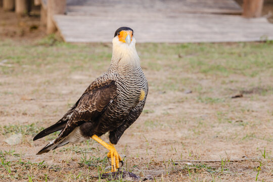 gavi&atilde;o carcar&aacute; na cidade de Corumb&aacute;, regi&atilde;o do Pantanal Sul, Estado do Mato Grosso do Sul, Brasil