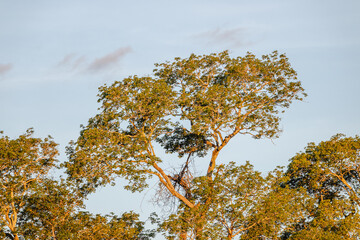 paisagem natural na cidade de Corumbá, região do Pantanal Sul, Estado do Mato Grosso do Sul, Brasil