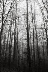 Winter forest on a foggy day, with fallen trees, bare branches, and a gloomy mood.  
