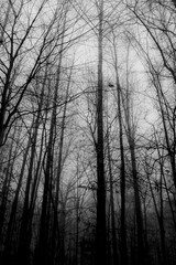 Fototapeta na wymiar Winter forest on a foggy day, with fallen trees, bare branches, and a gloomy mood. 