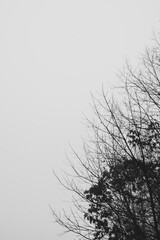 Winter forest on a foggy day, with fallen trees, bare branches, and a gloomy mood.  