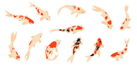 Karp koi. Zestaw elementów. Wektorowa ilustracja egzotycznych rybek na białym tle. - obrazy, fototapety, plakaty
