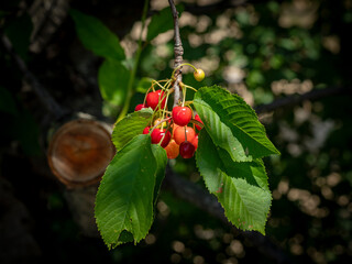 Ripe cherries hanging from a cherry branch - 699350170