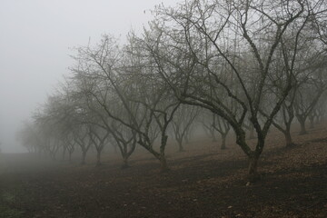 Fototapeta na wymiar Orchard in fog