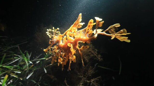 밤 바다 밑 해초 사이를 바닷물살을 따라 천천히 유영하는 해초를 닮은 황금 빛 해룡