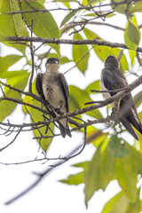 ave na cidade de Corumbá, região do Pantanal Sul, Estado do Mato Grosso do Sul, Brasil