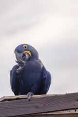 Arara azul na cidade de Corumbá, região do Pantanal Sul, Estado do Mato Grosso do Sul, Brasil
