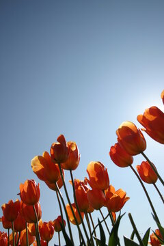 Red tulips from below