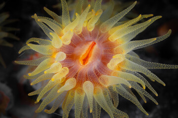 An orange cup coral polyp, Tubastrea coccinea, uses its tentacles to catch planktonic prey on a...