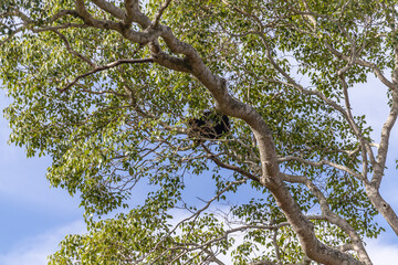 ave na cidade de Corumbá, região do Pantanal Sul, Estado do Mato Grosso do Sul, Brasil