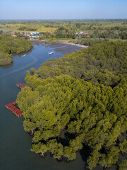 Lombok mangrove forest
